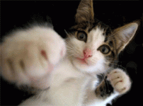 b193356d078ded39d0aea8e27fb4196e.gif