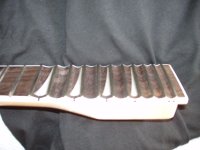 Scallop_1.JPG