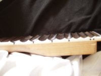 Scallop_2.JPG