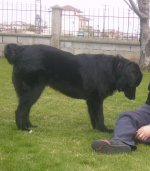 ivan2.jpg