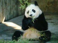 panda.jpg