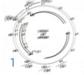 cycle-of-5ths1.jpg