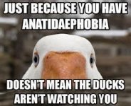 Anatidaephobia.jpg
