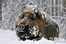 wild_boar.jpg