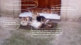 γατες2.jpg