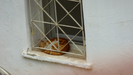 P1070410b.png
