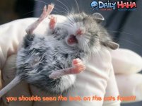 mouse_laughing.jpg