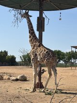 IMG_1536.jpeg