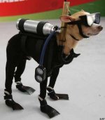 dogscubaAP_450x512.jpg