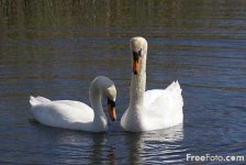 904_32_3564---Swan_web.jpg