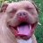 Nickos Pitnick