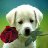 djangel79