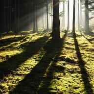 A walk in the forest-Musical improvisation Album Art